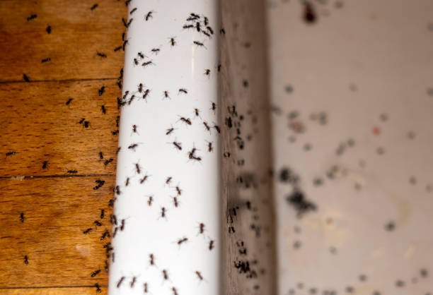 Best Mosquito Control Services  in Harbor Springs, MI