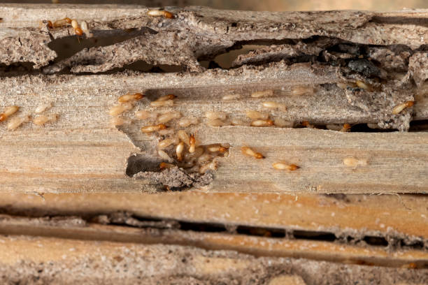 Best Pest Removal Services  in Harbor Springs, MI
